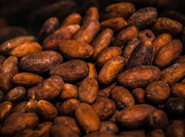 Les chocolatiers belges présentent une nouvelle bière à base de fruits de cacao